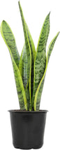 Sansevieria Collection – Live Snake Plants