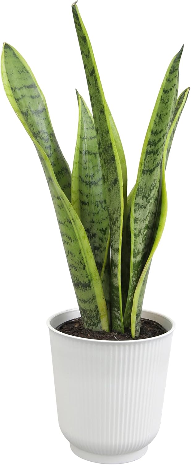 Sansevieria Collection – Live Snake Plants