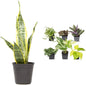 Sansevieria Collection – Live Snake Plants