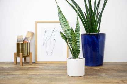 Sansevieria Collection – Live Snake Plants