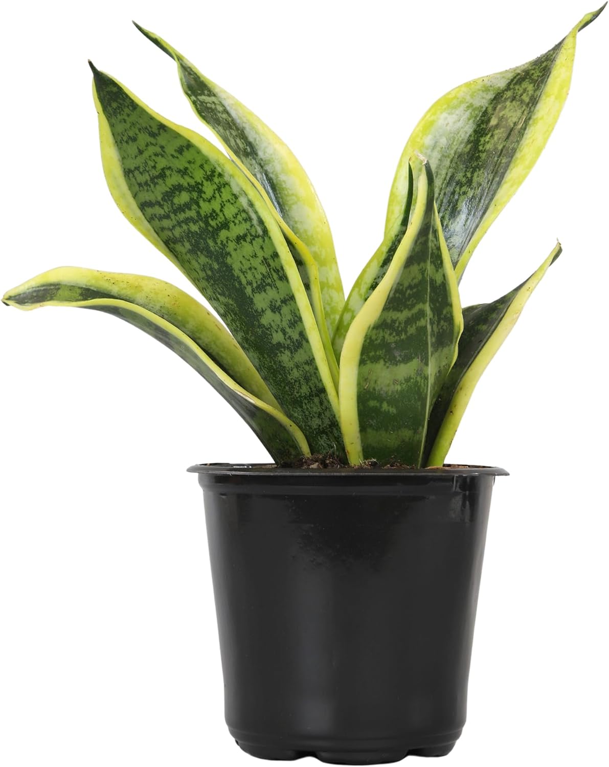 Sansevieria Collection – Live Snake Plants