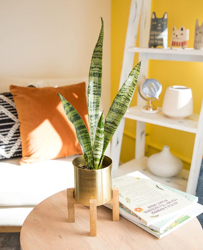 Sansevieria Collection – Live Snake Plants
