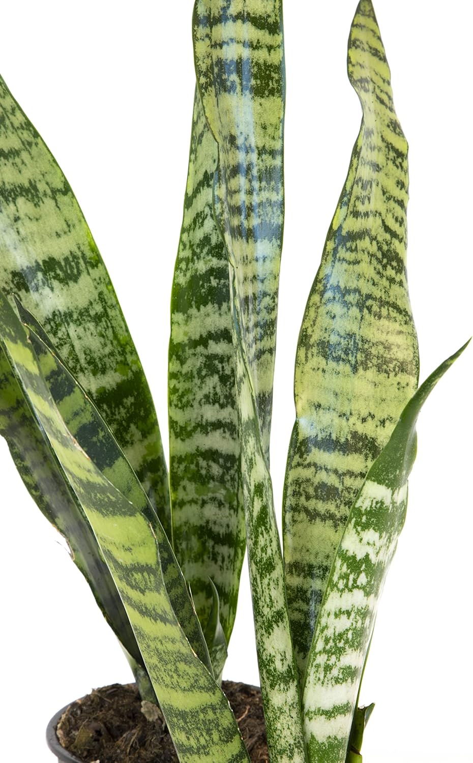 Sansevieria Collection – Live Snake Plants