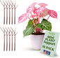 Stackable Monstera Plant Support Stakes